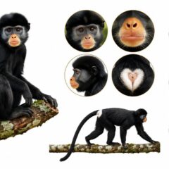 Khám Phá Loài Khỉ Mới Tại Congo: Sự Thú Vị Chưa Từng Có