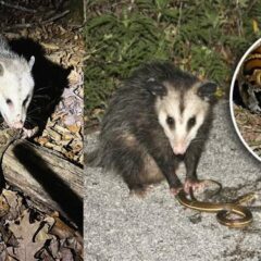 Khám Phá Bí Ẩn Opossum: Loài Động Vật Có Khả Năng Chống Độc Rắn Chuông
