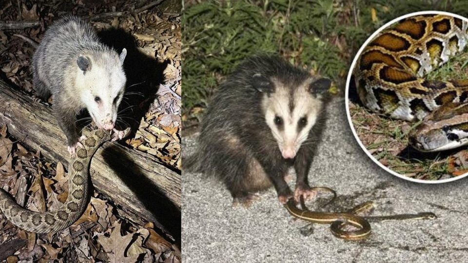 Khám Phá Bí Ẩn Opossum: Loài Động Vật Có Khả Năng Chống Độc Rắn Chuông