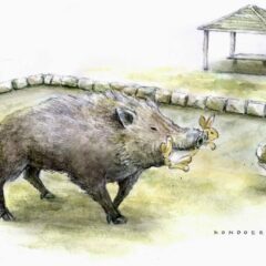 Khi lợn rừng thay đổi cuộc chơi trên ‘đảo Thỏ’ Okunoshima