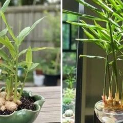 Trồng gừng trong chậu: lợi ích thiết thực và hướng dẫn chăm sóc cho gia đình