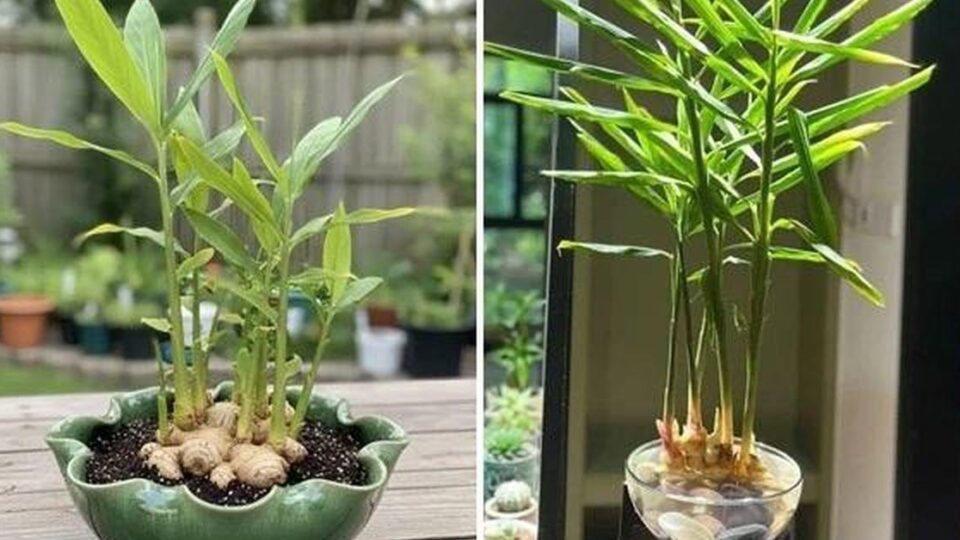 Trồng gừng trong chậu: lợi ích thiết thực và hướng dẫn chăm sóc cho gia đình