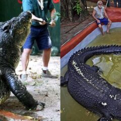 Cá sấu tiến hóa: Vì sao thiết kế cơ thể của chúng đứng vững suốt hàng triệu năm