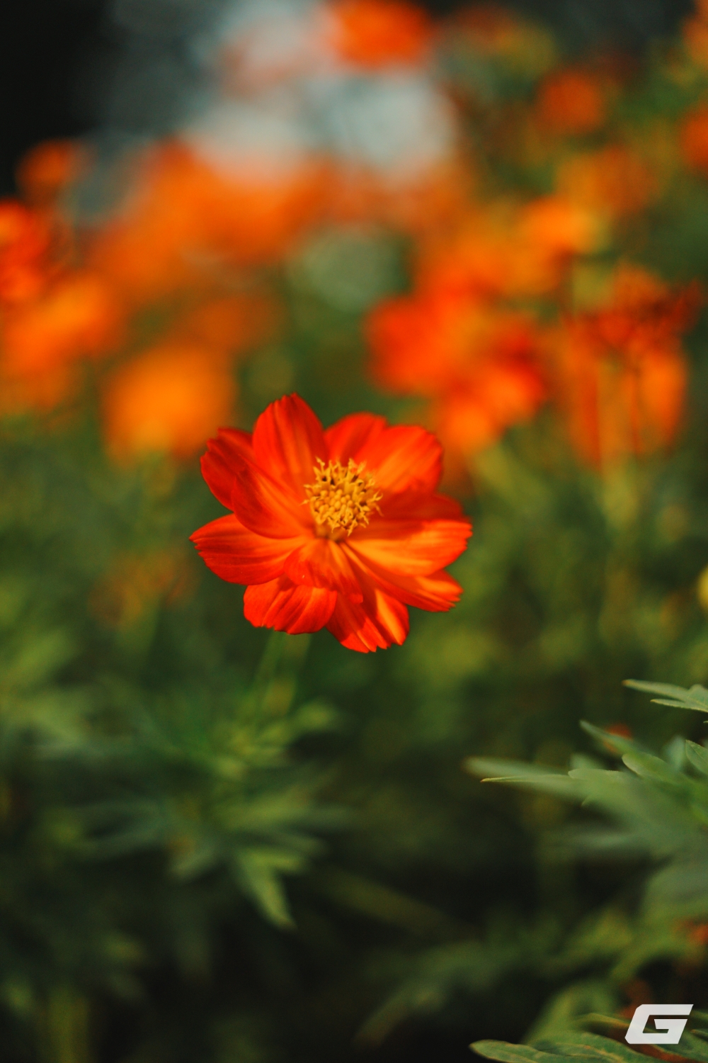 Siêu phẩm zoom mới từ Sigma: 17 - 40mm, khẩu f/1.8, rất ít cái để chê, giá 22.99 triệu- Ảnh 30.