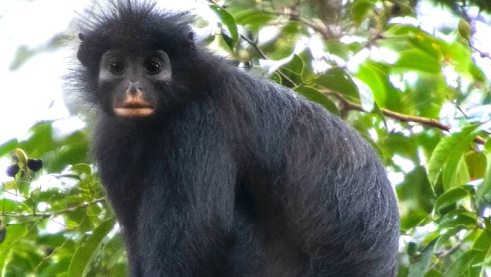 image14923f-colobus-congoensis-1784693748851-17846937492261441231473