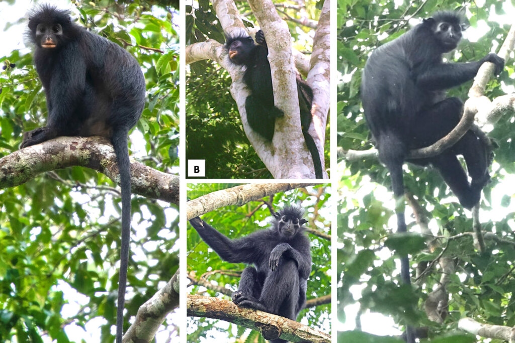 new-monkey-species-likweli-1024x-1784693751452-1784693751656230101128